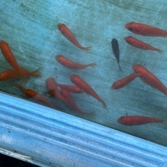 金魚1匹10円
の画像