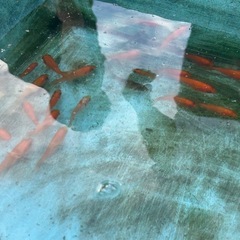 金魚1匹10円
の画像