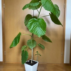現品直接渡し限定❗️観葉植物フィカス　ウンベラータ　挿し木　鉢付きの画像