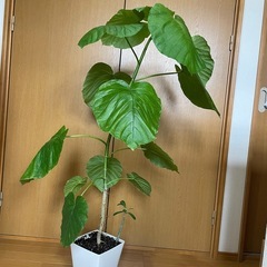 現品直接渡し限定❗️観葉植物フィカス　ウンベラータ　挿し木　鉢付きの画像