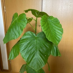 現品直接渡し限定❗️観葉植物フィカス　ウンベラータ　挿し木　鉢付きの画像