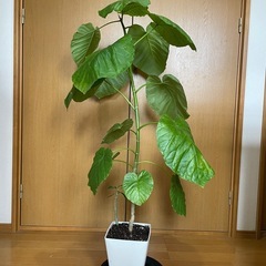現品直接渡し限定❗️観葉植物フィカス　ウンベラータ　挿し木　鉢付きの画像