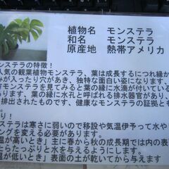 ★モンステラ★本年最終価格で大放出！の画像