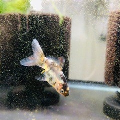 ‼️引き取り限定‼️金魚 4匹 モザイク東海錦の画像