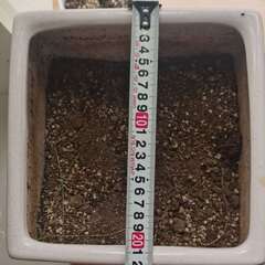 【オシャレな雰囲気】植木鉢/鉢植えの画像