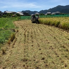 新米　7年兵庫県丹波市産　コシヒカリ、精米済み5キロ
の画像
