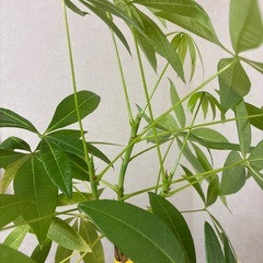 実生パキラ三つ編みの画像