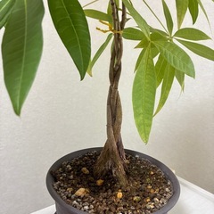 実生パキラ三つ編みの画像