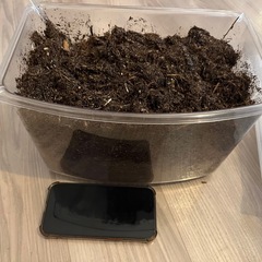 カブトムシの幼虫の画像