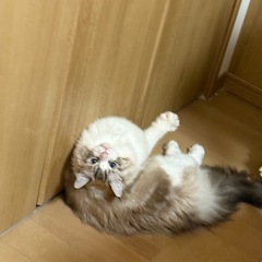 優しい性格のラグドール成猫🐱 里親募集