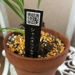 シャムオリヅルラン　鉢付きの画像