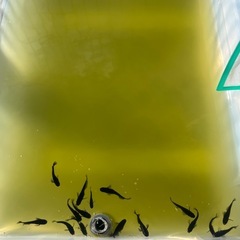 メダカ　6月生まれの画像