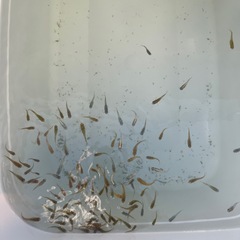 メダカ　6月生まれの画像