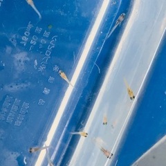 めだかの稚魚20匹〜100円の画像
