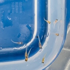 めだかの稚魚20匹〜100円の画像