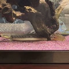 熱帯魚　ポリプテルスパルマス　ブティコフェリー　の画像
