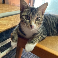 綺麗な黒いキジ模様のキジトラ姉妹❗️