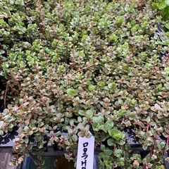 🐟水草いろいろ 7ポットまでの画像