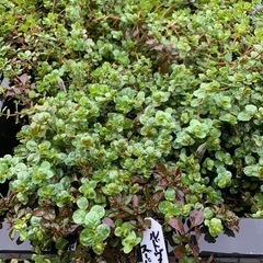 🐟水草いろいろ 7ポットまでの画像