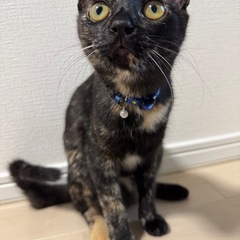 子猫の首輪の画像