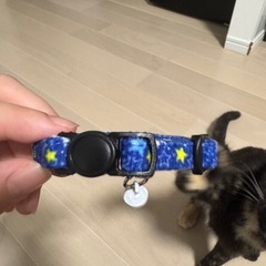 子猫の首輪の画像