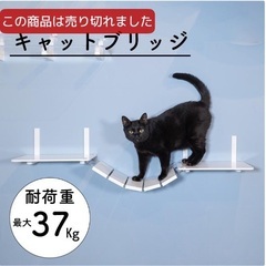 キャットウォーク🐱の画像