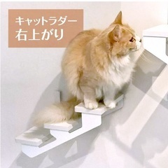 キャットウォーク🐱の画像