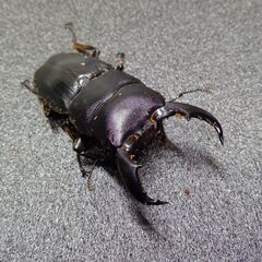 アマミヒラタCBF1ペアの画像
