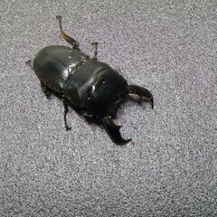 アマミヒラタCBF1ペアの画像