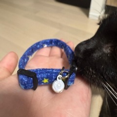 子猫の首輪の画像