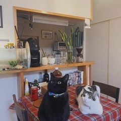 4歳メス、真黒猫ボーちゃん。去勢済み