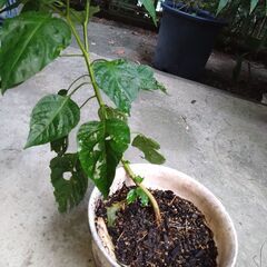 ハバネロ（とうがらし）の苗の画像