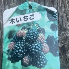 木のイチゴの画像