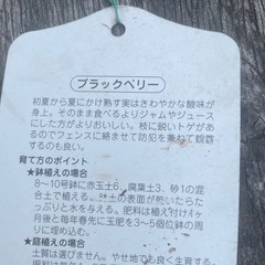 木のイチゴの画像