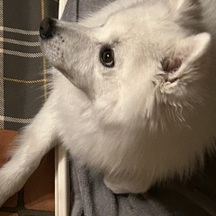 愛犬の吠え・なめ・ソワソワ…その行動、“心のSOS”かも？