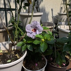 バラ苗　の画像