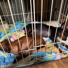 ピンシャー ミックス女の子8ヶ月