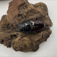 アローコクワ原名亜種ペアの画像