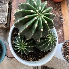 サボテン🌵の画像