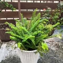 タマシダ
の画像