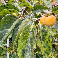 【 無農薬 】平核無柿  小ぶり4キロ強の画像