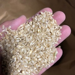 一旦締切ます🙇新米⭐️キヌヒカリ⭐️玄米30キロ の画像