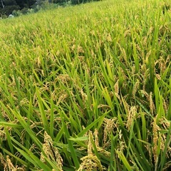一旦締切ます🙇新米⭐️キヌヒカリ⭐️玄米30キロ の画像