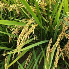 一旦締切ます🙇新米⭐️キヌヒカリ⭐️玄米30キロ の画像