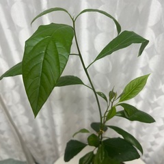 植物　アボカド　実生苗の画像