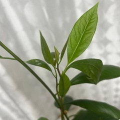 植物　アボカド　実生苗の画像