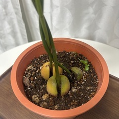植物　アボカド　実生苗の画像