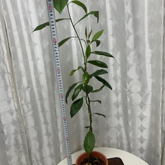 植物　アボカド　実生苗の画像