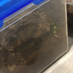 クワガタ繁殖セット　　ケース　産卵木付き　ニジイロクワガタなどの画像