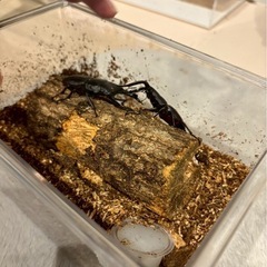 クワガタ繁殖セット　　ケース　産卵木付き　ニジイロクワガタなどの画像